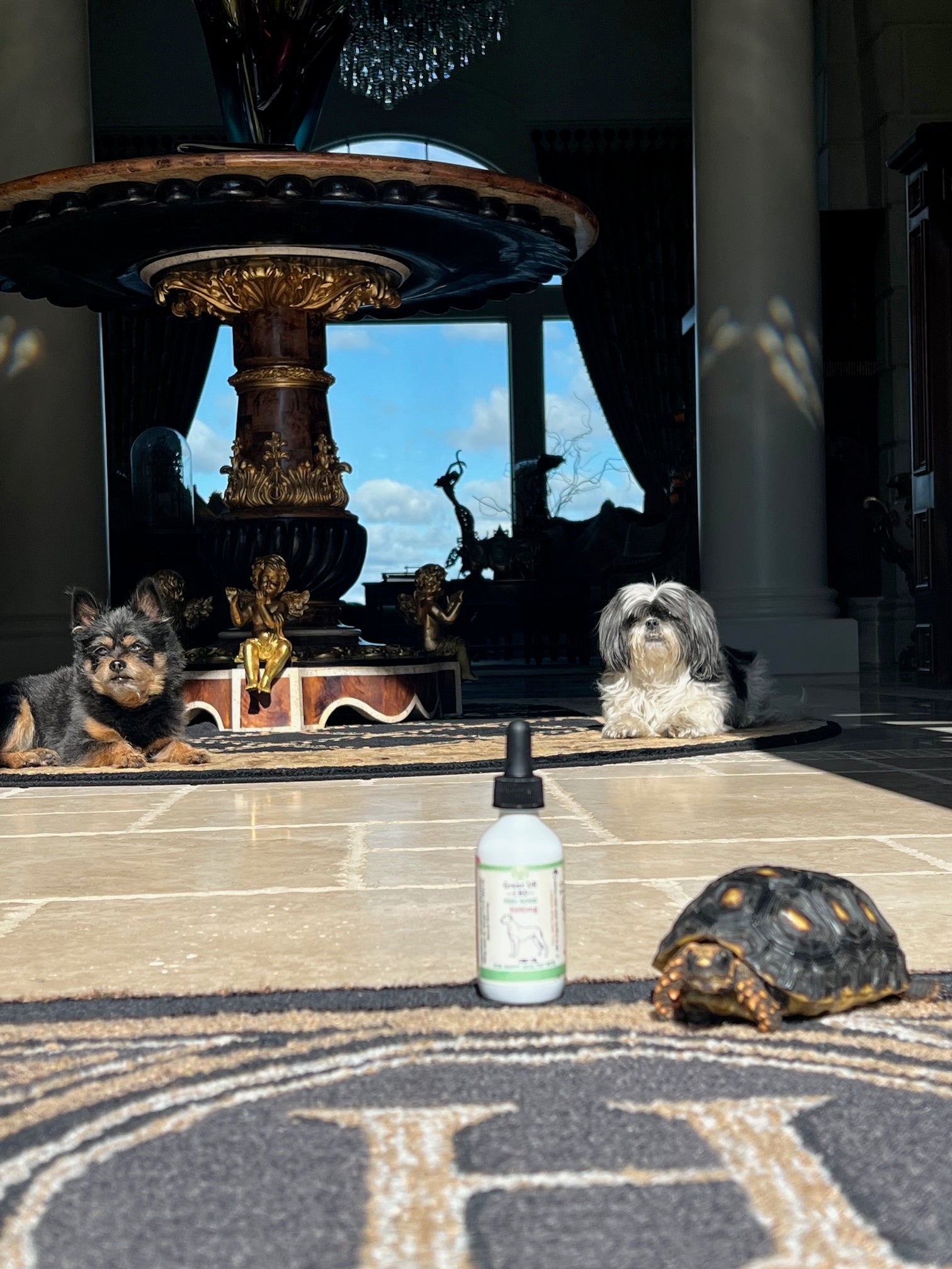 CBD oil for Dog / Pet (1000mg) full spectrum - The Original Green DR CBD