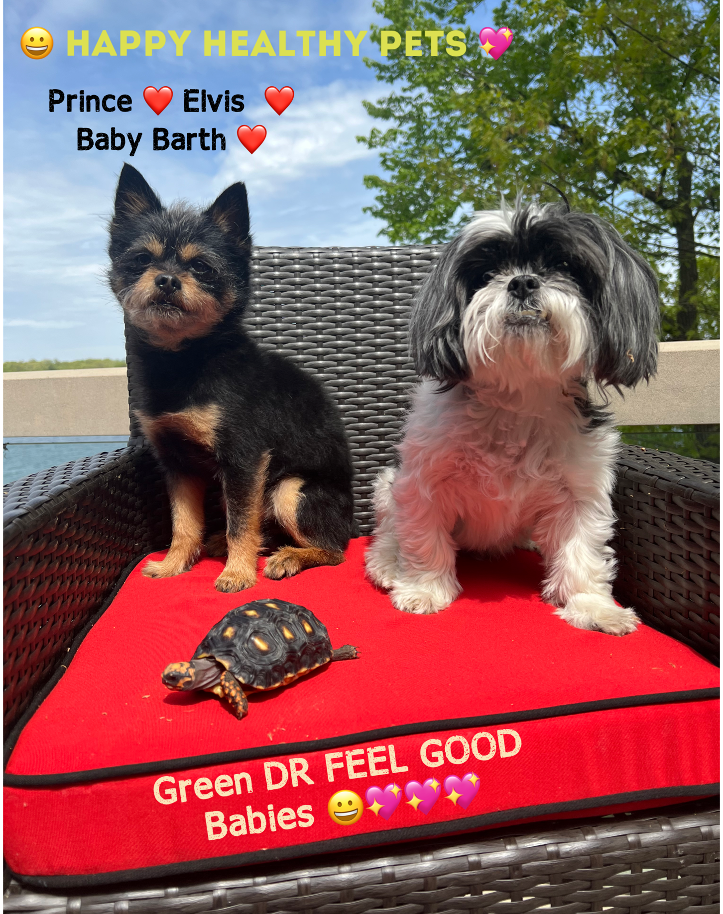 CBD Dog Treats for Anxiety & Joint Relief-300mg | Green DR- The Original Green DR CBD