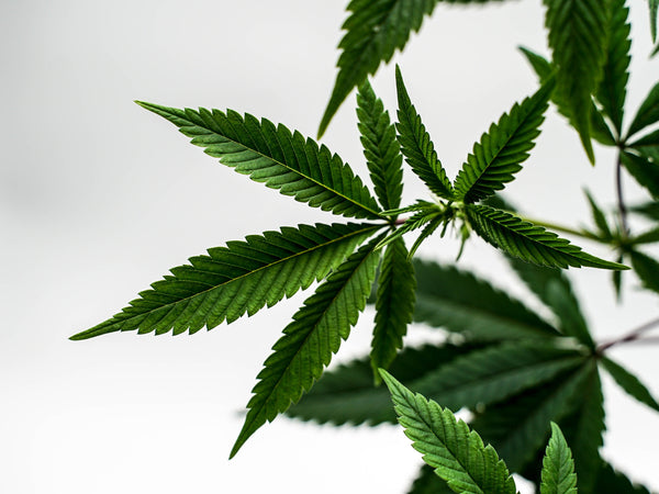Getting to Know CBD