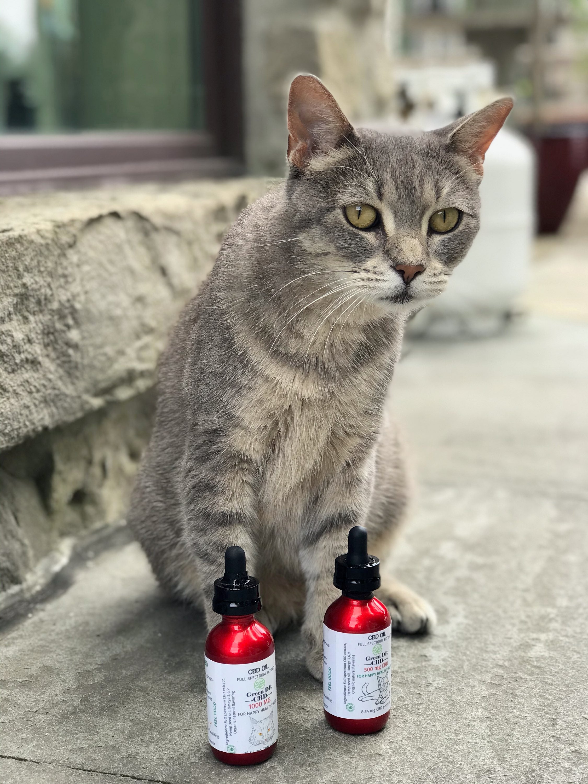 CBD Cat Tincture